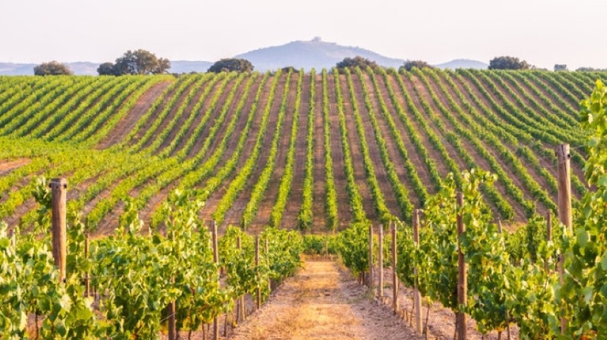 VASTE SELECTION DE VINS image